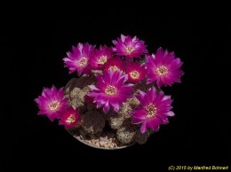 Sulcorebutia gemmae JD337 2243